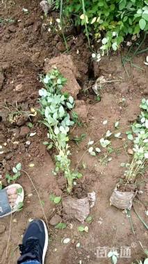 高度60厘米胡枝子