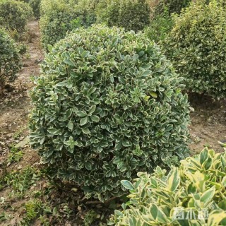 高度240厘米金边黄杨