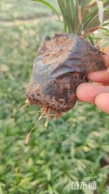 高度10厘米玉龙草