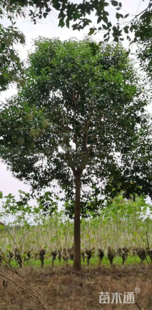 15公分大叶女贞