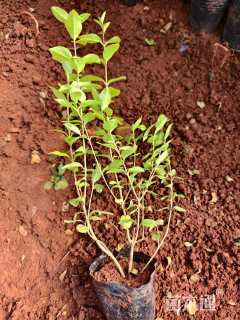 高度30厘米金叶女贞