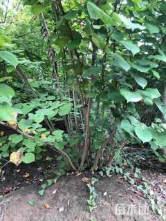 高度200厘米丛生紫荆