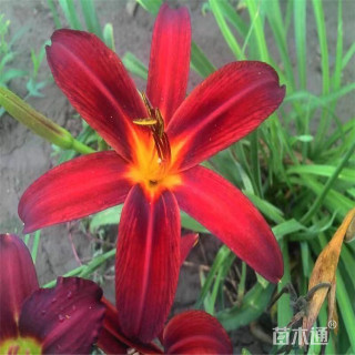 高度50厘米大花萱草