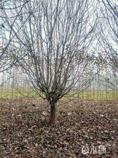 12公分绚丽海棠