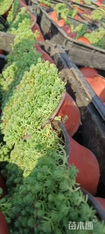 高度5厘米中华景天