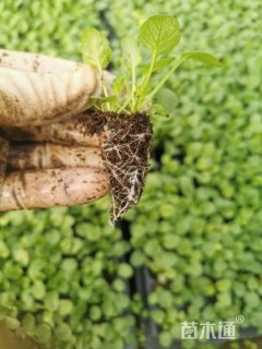 高度10厘米角堇