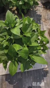 高度40厘米八仙花