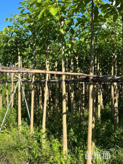 6公分红花风铃木