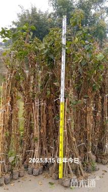 高度200厘米三角梅藤条