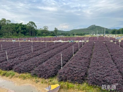 高度20厘米红花继木