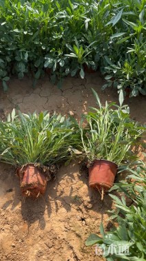 高度40厘米金鸡菊