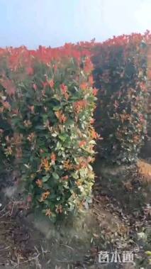 高度200厘米红叶石楠柱