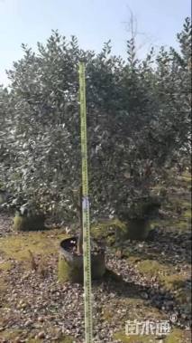 高度200厘米菲油果