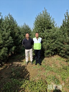 高度500厘米白皮松