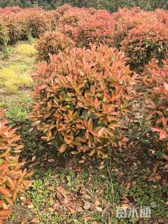 冠幅100厘米红叶石楠球
