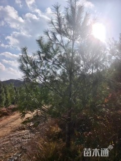 高度350厘米华山松