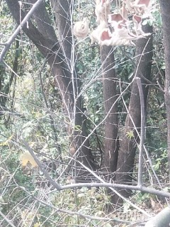 80公分丛生香樟