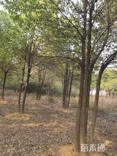 60公分丛生香樟