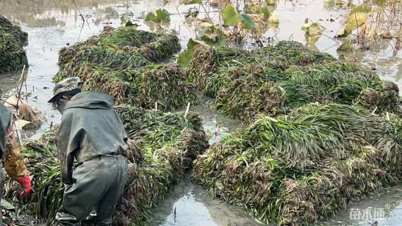 高度20厘米苦草