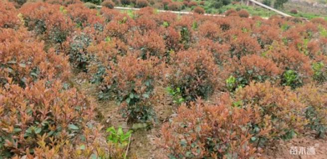 冠幅120厘米红叶石楠球