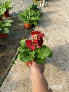 高度22厘米非洲菊