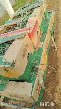 高度15厘米火炬花