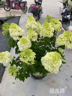 高度15厘米木绣球