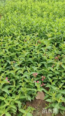 高度40厘米锦带