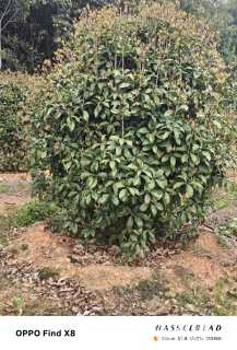 高度150厘米丛生桂花