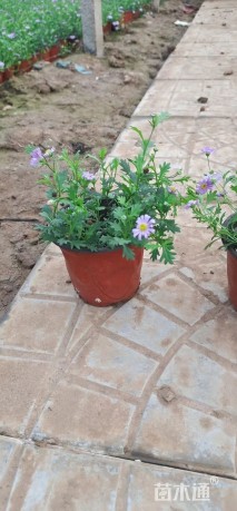 高度20厘米姬小菊