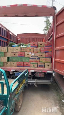 高度40厘米龙胆鼠尾草