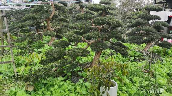 10公分雀舌罗汉松