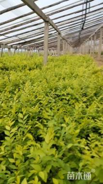 高度25厘米金叶榆小苗