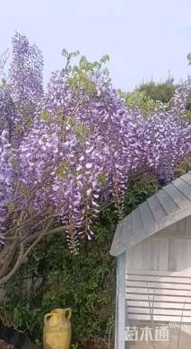 紫藤种子