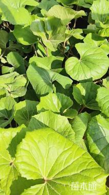 高度35厘米大吴风草