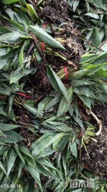 高度40厘米美人蕉