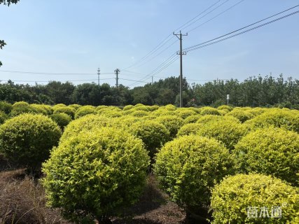 冠幅180厘米金森女贞球