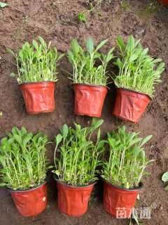 高度20厘米柳叶马鞭草