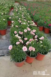 高度30厘米康乃馨