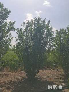 高度180厘米丛生木槿