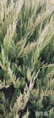 高度40厘米沙地柏