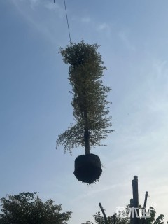 14公分锦叶榄仁