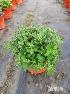 高度15厘米球菊