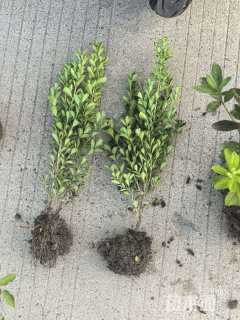 高度30厘米瓜子黄杨