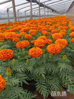 高度20厘米万寿菊