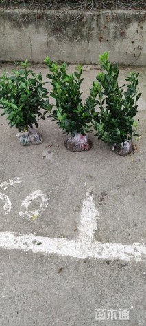 高度40厘米大叶黄杨