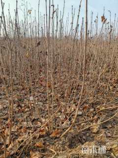 高度50厘米丁香