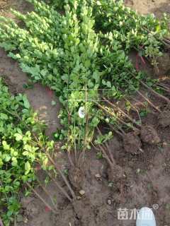 高度180厘米北海道黄杨