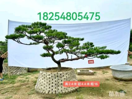 16公分造型赤松