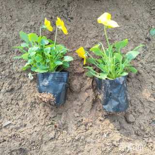 高度15厘米角堇